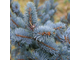 Хупси ель (Picea pungens hoopsii).