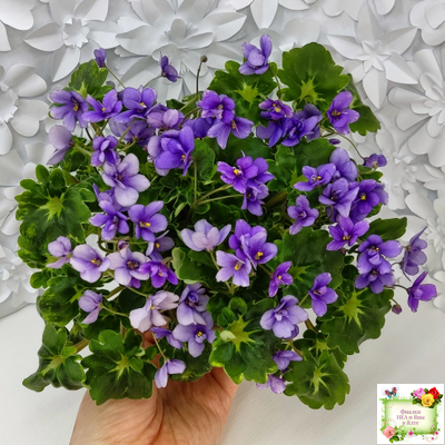 Biscayne Trail (S.Williams) трейлер