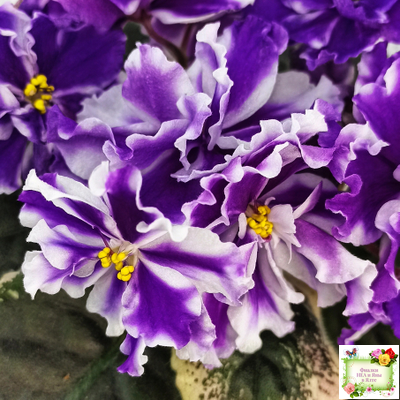 ВаТ-Морской Стиль (Т. Валькова) 2019 г.