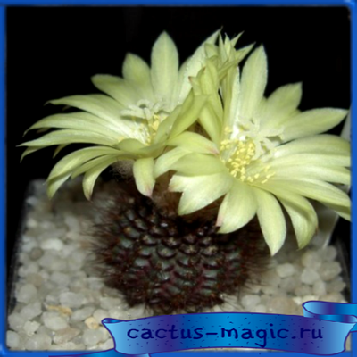 Frailea angelensis P 390