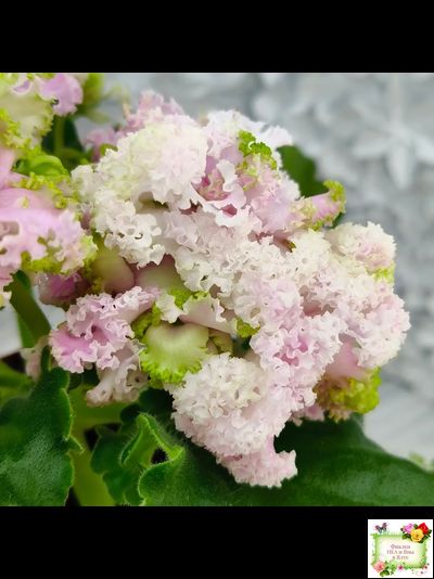 ЛЕ-Денди (Е. Лебецкая) 2011 г. (сортовой стартер)