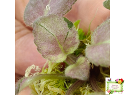 ОЗ-Viola-Tesoro (О. Завадська) листовая химера