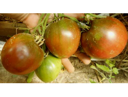 Томат Черное сердце Бреда (Brad’s Black Heart)