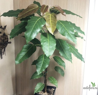 Ficus Virens clon A/ фикус виренс-1