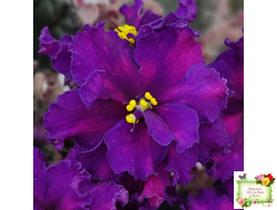 ВаТ-Тип-Топ (Т. Валькова) 2015 г.