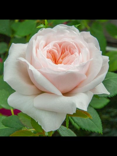 Сабрина (Sabrina)