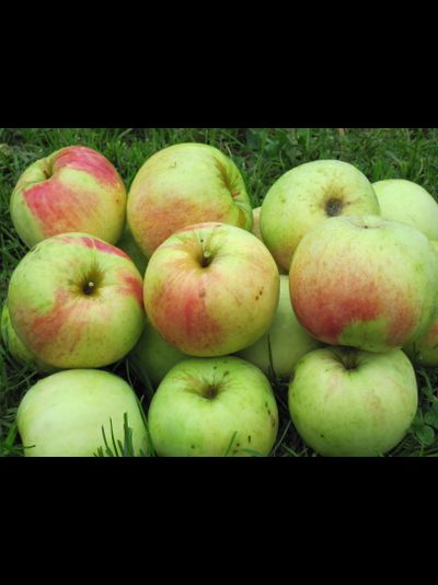 Антоновка десертная (яблоня)