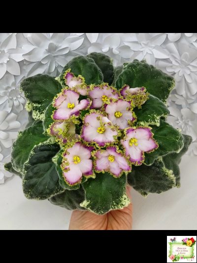 НД-Вербена (Н. Данилова-Суворова) 2021 г.