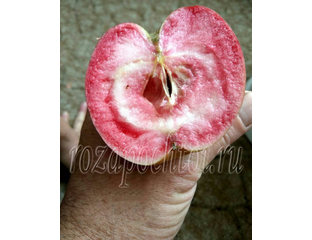 Яблоня Ред Кетти (Red Ketti).