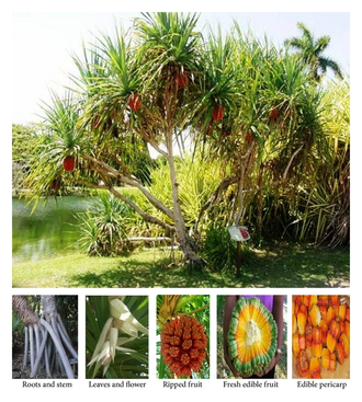 Панданус ароматнейший (Pandanus odoratissimus) 1 г - 100% натуральное эфирное масло