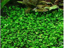 Марсилия Крената (меристемная)