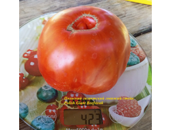 Томат Польский гигантский говяжий стейк (Polish Giant Beefsteak)