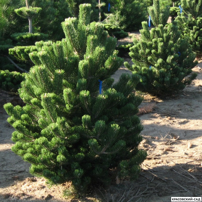 Сосна черная Орегон Грин - Oregon Green