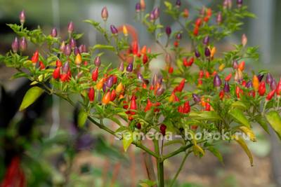 Перец острый NuMex Twilight, 10 шт