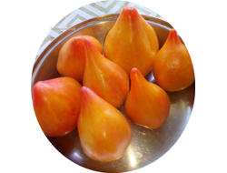 Томат Оранжевый слон минусинский