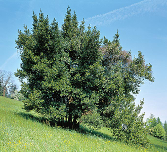 Лавр (Laurus nobilis) Абхазия, молодые листья (5 мл) - 100% натуральное эфирное масло
