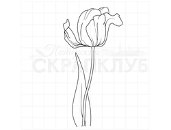 Штамп с тюльпаном, ботаника