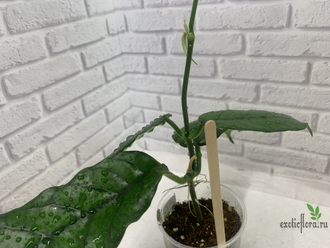 029 - Hoya Villosa ‘long leaf’ -03.08.23