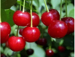 Зарянка(вишня)