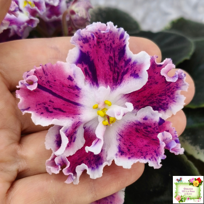 ТФ-Confetti (Т. Фурлетова) 2024 г.