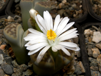 Lithops karasmontana v.lericheana C267 - 10 семян