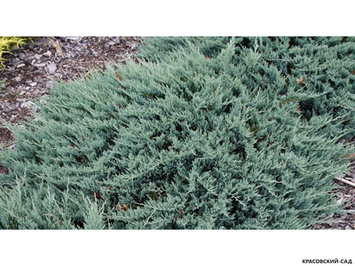 Можжевельник горизонтальный Блю Чип - Blue Chip