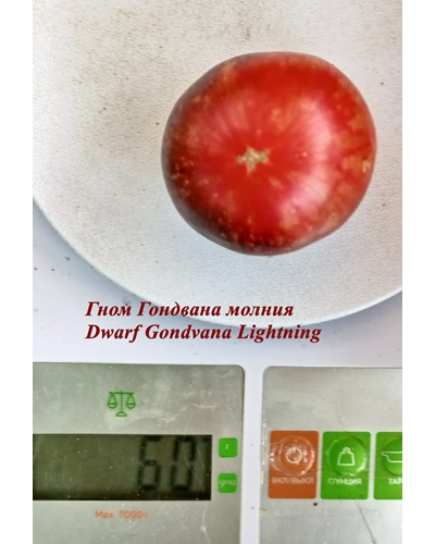 Томат Гондвана молния (Dwarf Gondwana Lightning)