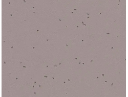 50219 Dolphin Sphera Energetic коллекция яркого гомогенного линолеума Forbo купить с доставкой