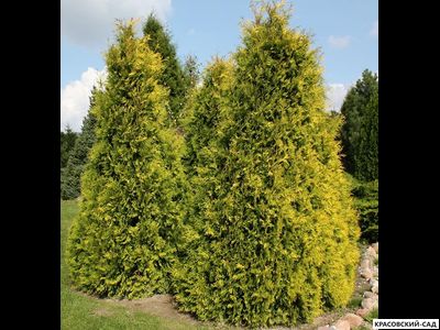 Туя Санкист - Sunkist