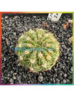 Notocactus alamoensis PR 235