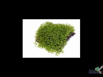 Сеточки для мхов 2мм, комплект с присосками