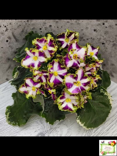 Лесной Царь (Кузина, Артемова) 2009 г. химера (стартер сорт)