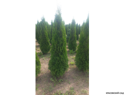 Туя Кубанский Изумруд