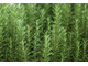 Розмарин хем. цинеольный (Rosmarinus officinalis CT Cineole) цветущие верхушки (5 мл) - 100% натуральное эфирное масло