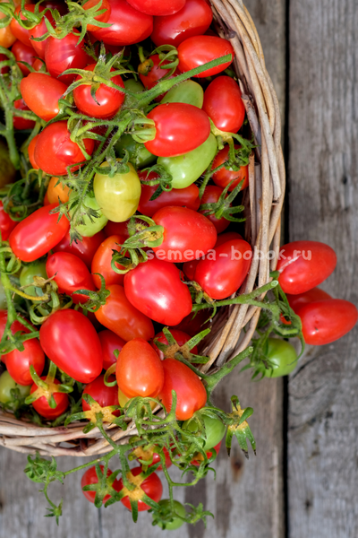 Томат Красный клык, 10 шт.