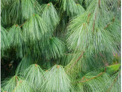 Сосна Гималайская (Pinus wallichiana) лапки, Индия, 5 мл - 100% натуральное эфирное масло