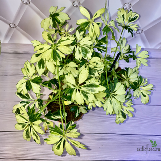 Schefflera Janine / Шеффлера Жанин