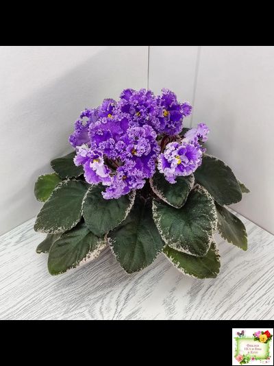 Н-Озёрный Край (Н. Бердникова) 2018