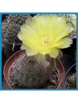 Lobivia leucomalla VG 1374