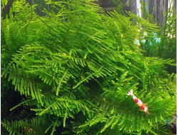 Мох ключевой