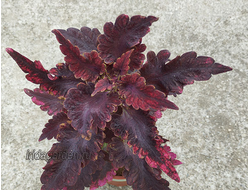 Колеус Tabasco