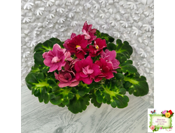 ВаТ-Супер Мама (Т.Валькова) 2020 г.