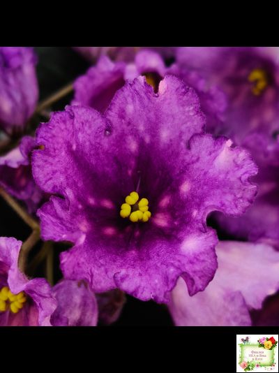 Nik-Кони в Яблоко  (Н. Булко) 2022 г. (пестролистный лонг)