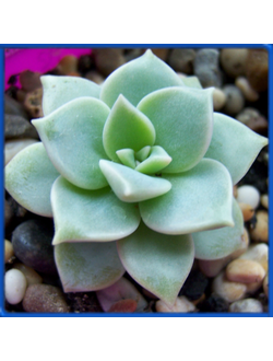 Graptoveria 'Titubans'