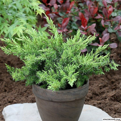 Можжевельник Шлягер - Schlager