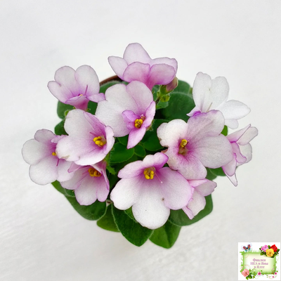 ЛЕ-Колибри (Е. Лебецкая) (3 листа посажены в 1 стак. 20.10.25)