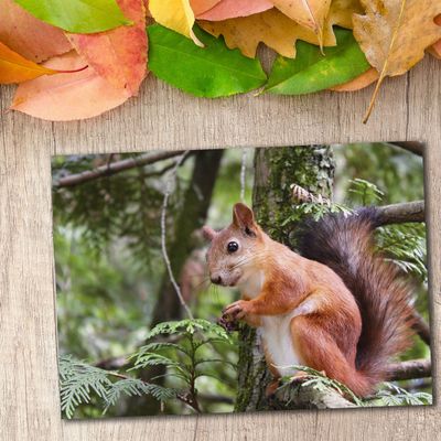 Лесная белочка