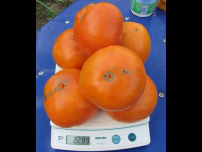 Томат Гавайский ананас (Hawaiian Pineapple)