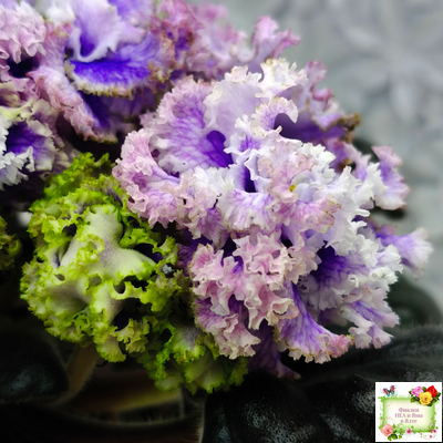 БР-Зимняя Метель (С. и Н. Буркацкие) 2021 г.