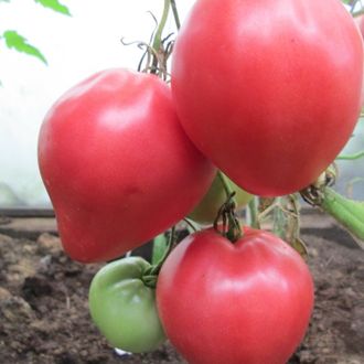 семена томаты "Воловье сердце - Сызрань" 10 шт.